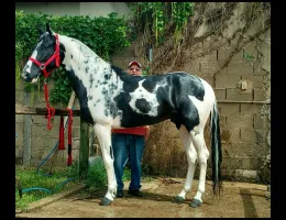 DESTAK DO CAVOK