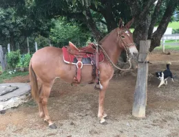 ALEGRIA
