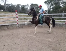 PRINCIPE RPK