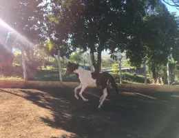 FAÍSCA DE RIBEIRÃO BONITO