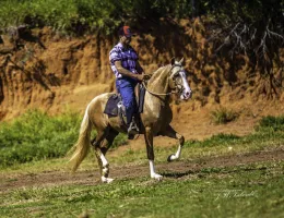MANGALARGA MARCHADOR