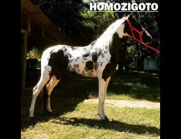 DESTAK DO CAVOK
