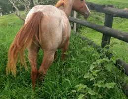 KAEFINHO BET BOONSMAL - ESTE É DIFERENTE