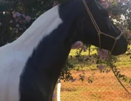 DEUSA DO JR CAVALOS + POTRA