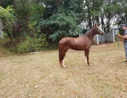 AURORA DO HOPRE 