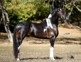 CAMARO DO CAVOK 