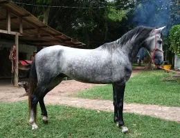 ELEITO DO CROCOTÓ