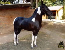 BUZIUS DE ALMABEM