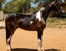 CAMARO DO CAVOK 