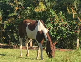 CACAU DO JR CAVALOS