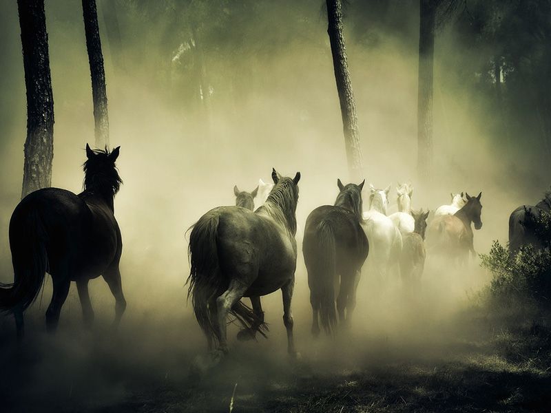 Como cuidar de cavalos idosos: Dicas para garantir uma vida saudável e confortável