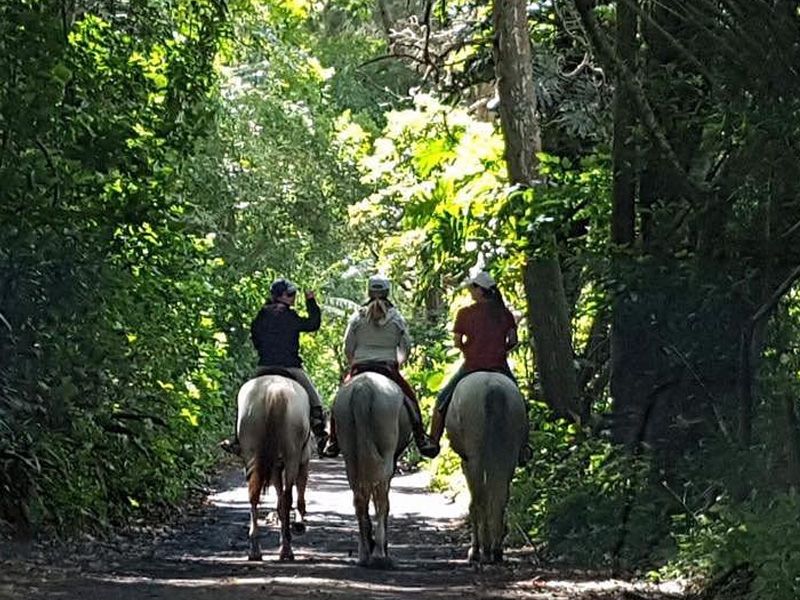 Turismo Equestre no Brasil: Explorando Paisagens a Cavalo