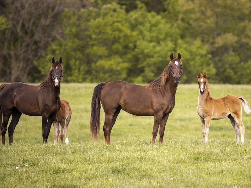 Como iniciar sua criação de cavalos: Dicas e Estratégias Essenciais