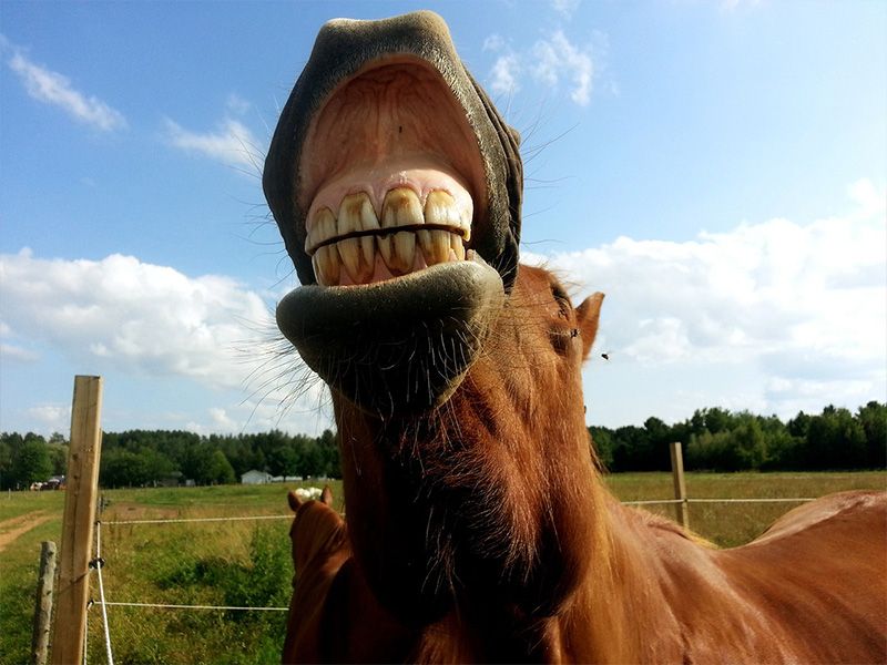 Cuidados Essenciais com os Dentes dos Cavalos