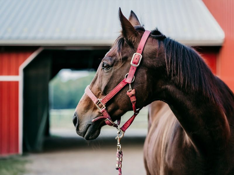 O Impacto dos Cavalos na Economia Rural Brasileira