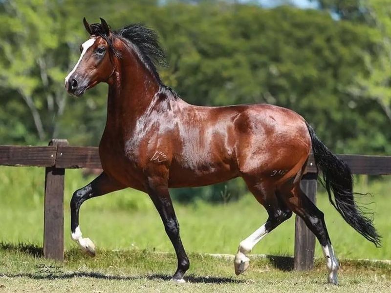 Raça Mangalarga Marchador: O Tesouro Brasileiro dos Cavalos de Sela