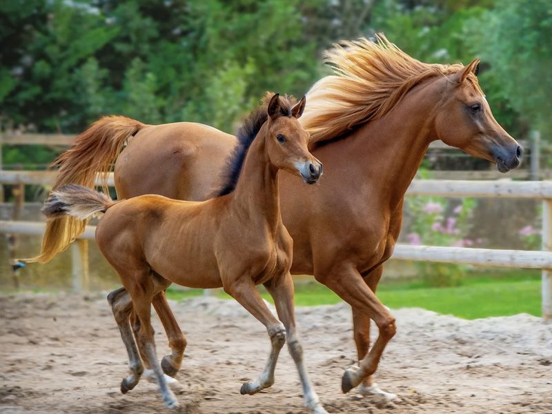 A Beleza e a Força do Cavalo Árabe: Uma Raça Lendária