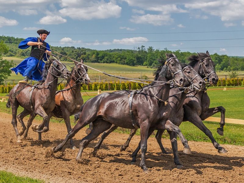 Tradições Equestres Regionais: Do Cavalo Pantaneiro ao Gaúcho