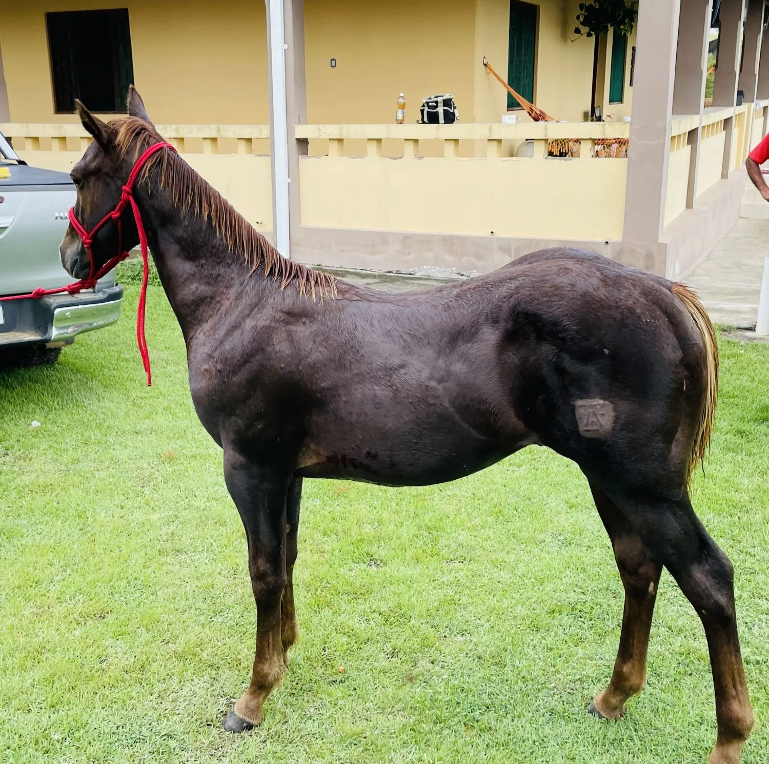 EXCELENTE OPORTUNIDADE!POTRO1/4 DE MILHA