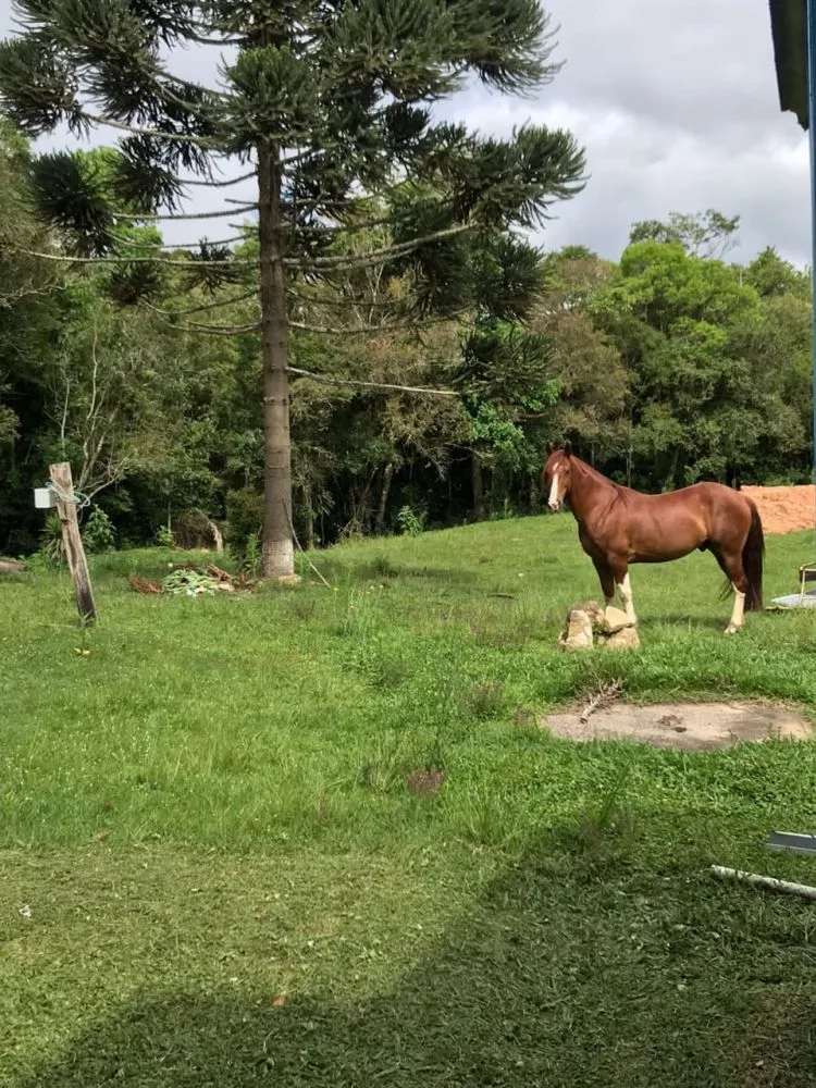 CAVALO CRIOULO DOCUMENTADO 