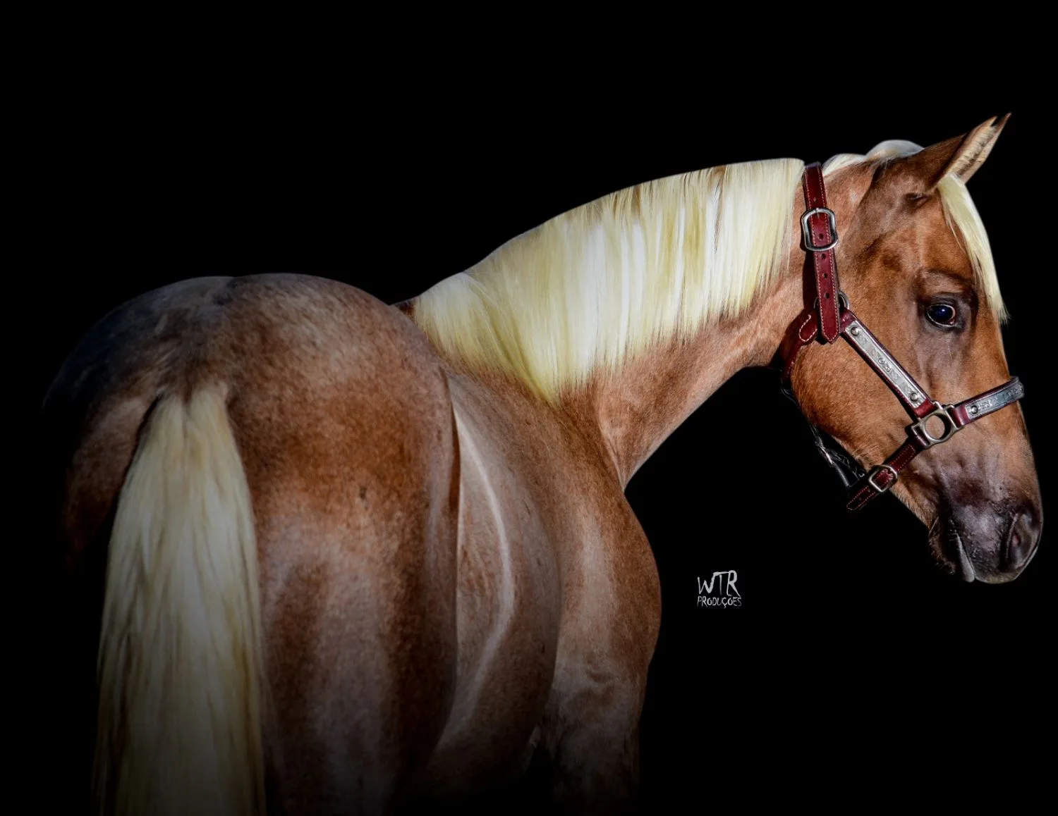 CHAMP DANCER DUAL