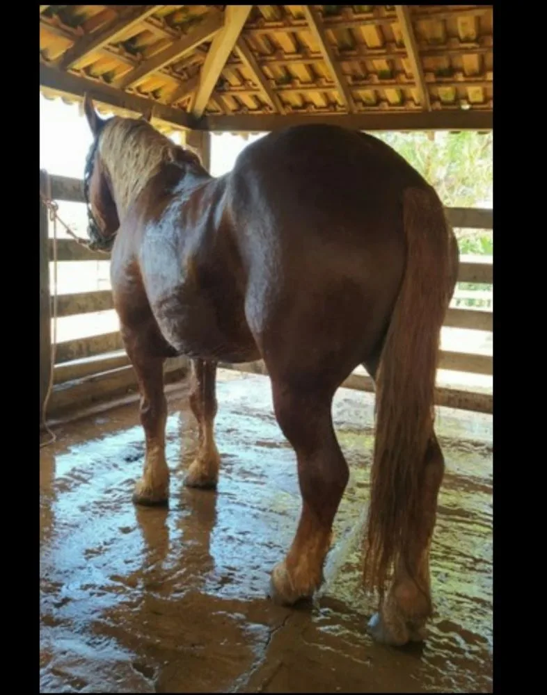 CAVALO BRETAO 