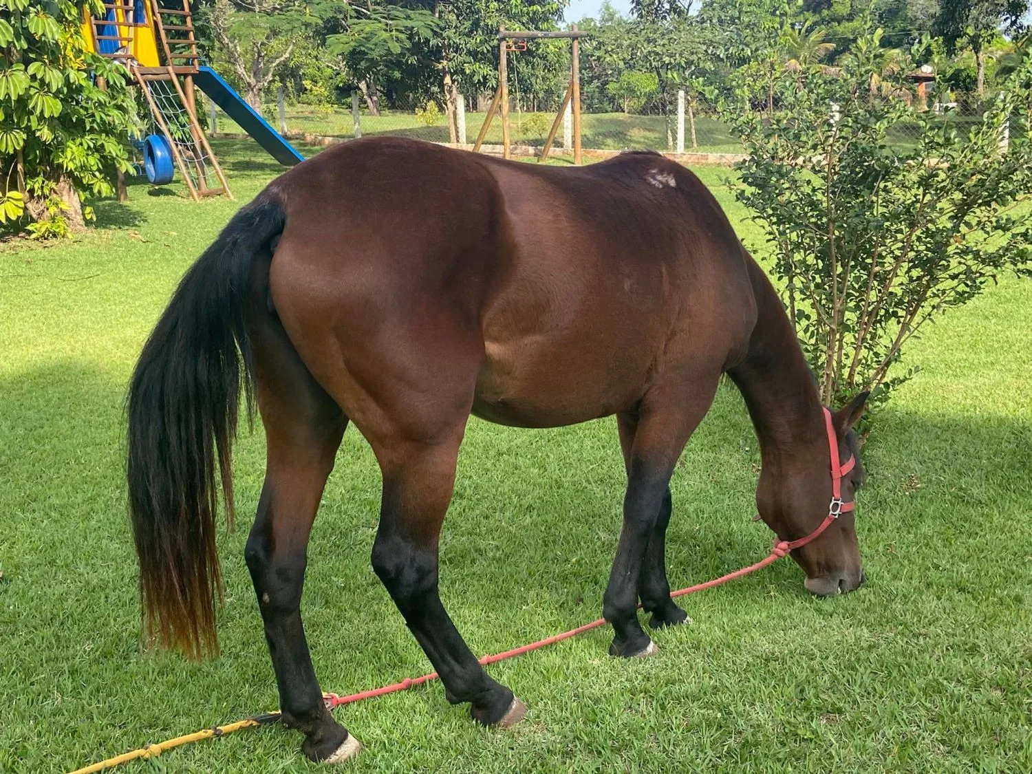 ÉGUA MANSA - USO EM EQUOTERAPIA