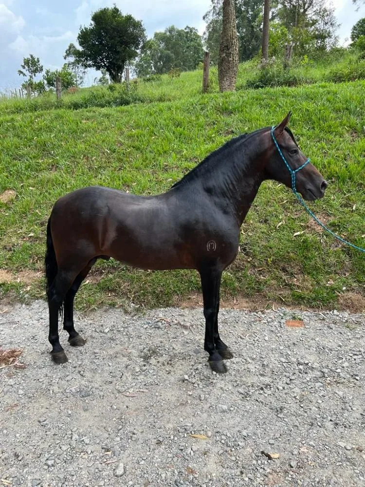 HARLEY DE SAO SOLANO