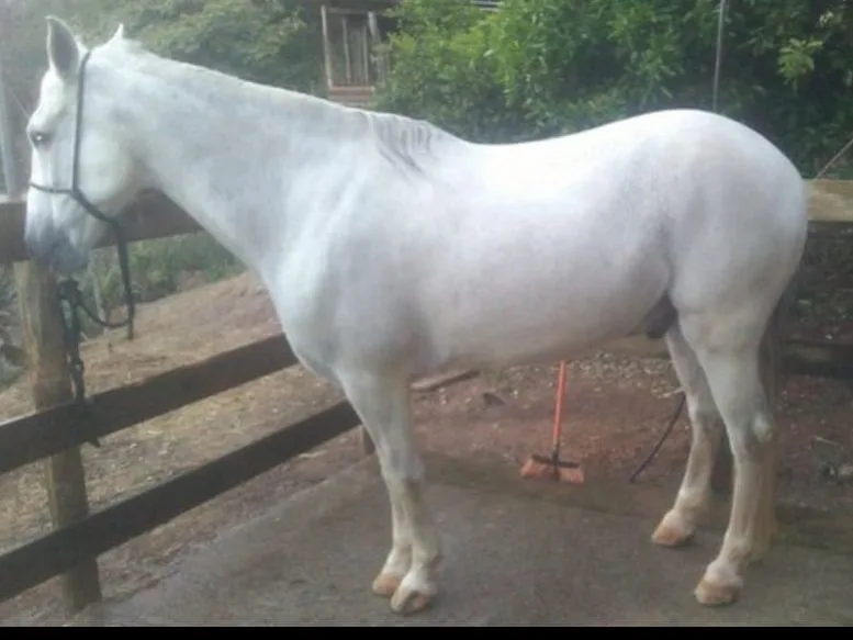 MANGALARGA MARCHADOR