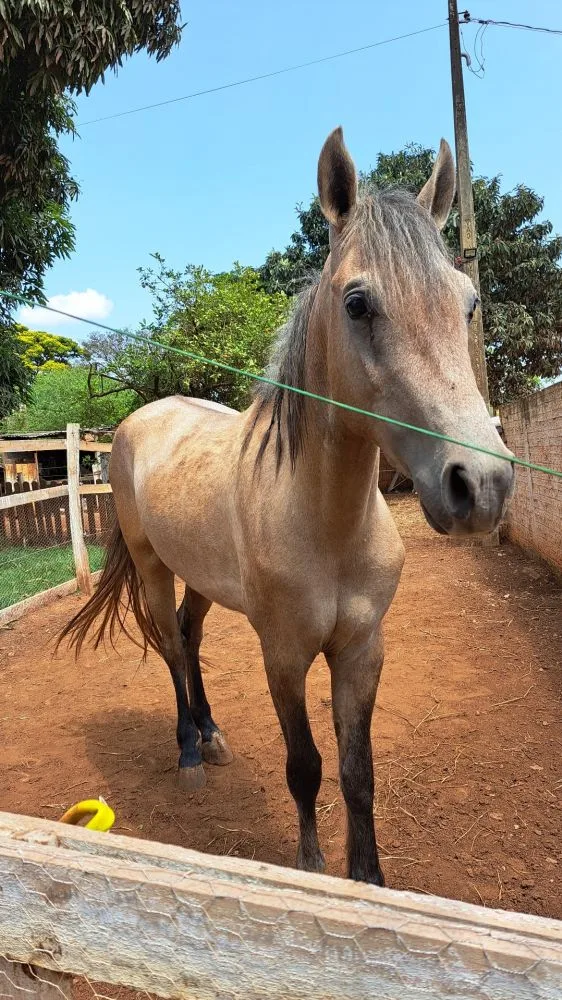 GARANHAO MANGALARGA MARCHADOR 