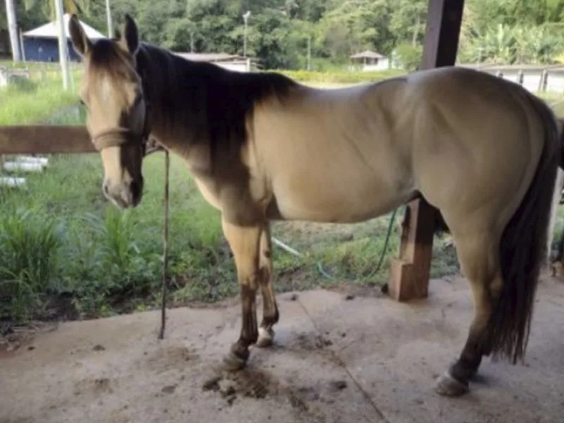 CAVALO QUARTO DE MILHA  FAST DUN IT DAR
