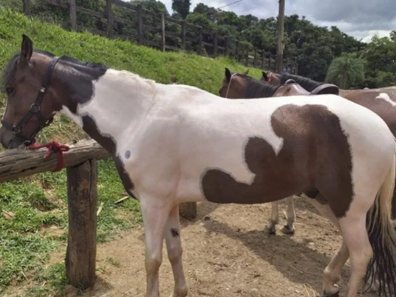 MANGALARGA MARCHADOR