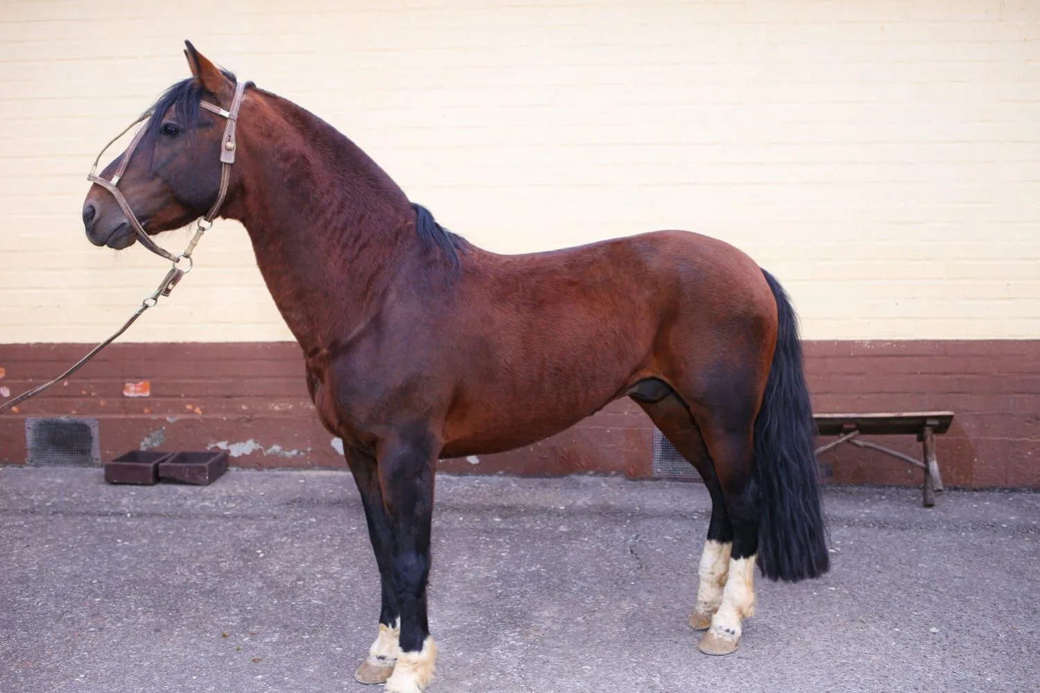 VENDO CAVALO CRIOLO BAGUAL