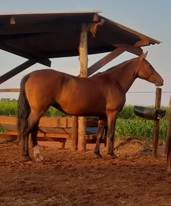 EGUA MANGALARGA MARCHADOR