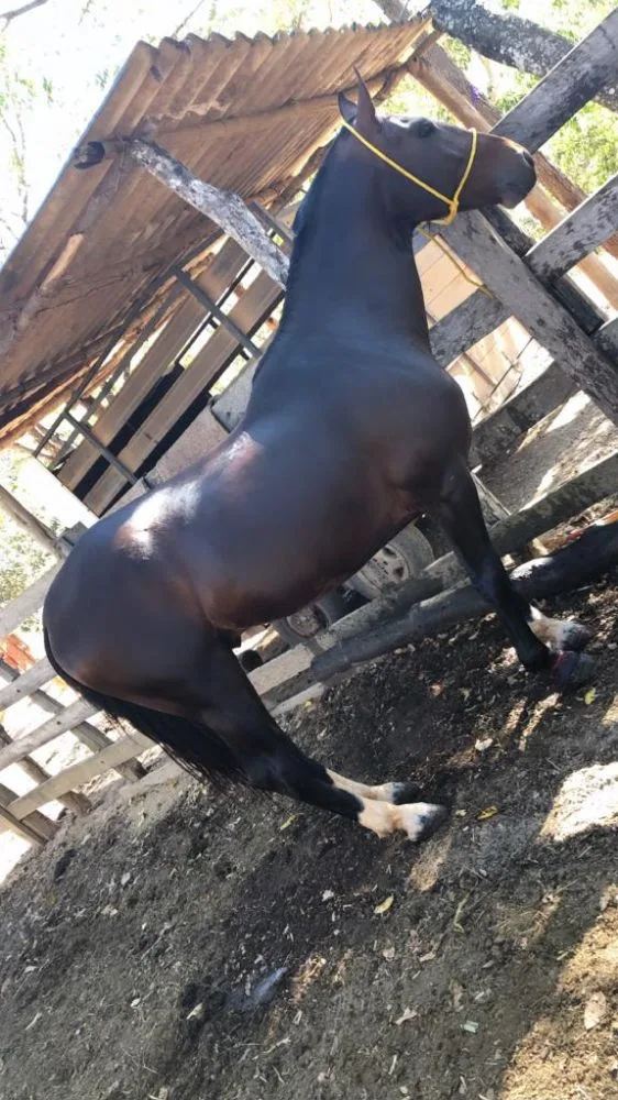 CAVALO MM