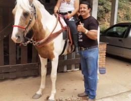 CAVALO MANGA LARGA PAULISTA 7 ANOS