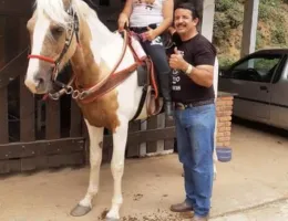 CAVALO MANGA LARGA PAULISTA 7 ANOS  