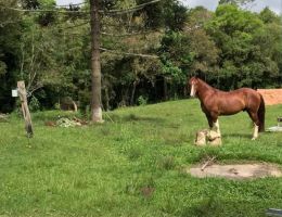 CAVALO CRIOULO DOCUMENTADO 