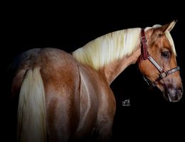 CHAMP DANCER DUAL