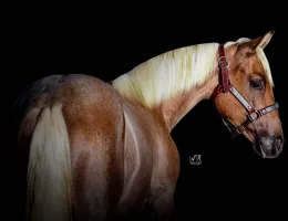 CHAMP DANCER DUAL