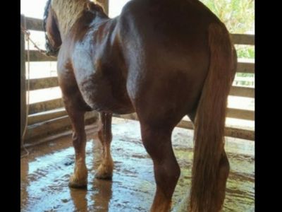 CAVALO BRETAO 