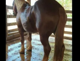 CAVALO BRETAO 