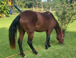 ÉGUA MANSA - USO EM EQUOTERAPIA