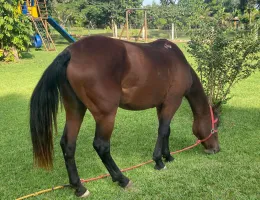 ÉGUA MANSA - USO EM EQUOTERAPIA