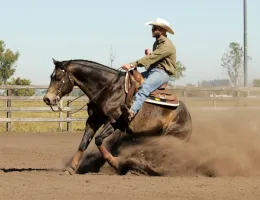 CAVALO QUARTO DE MILHA DE REDEAS