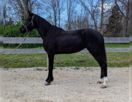 CAVALO DA MONTANHA PRETO 
