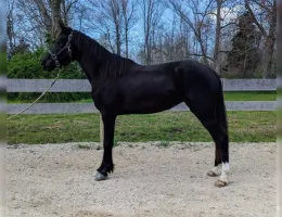 CAVALO DA MONTANHA PRETO 