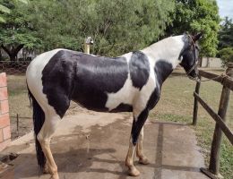 MANGALARGA PAULISTA - PAMPA