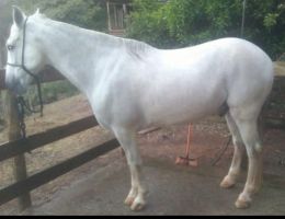MANGALARGA MARCHADOR