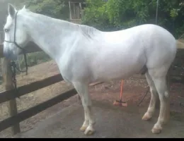MANGALARGA MARCHADOR